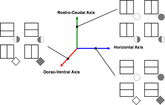 graph-corps-jongle-rotation-small.png
