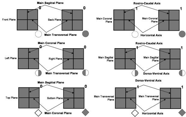 graph-corps-jongle-adapt-axes-1-small.png