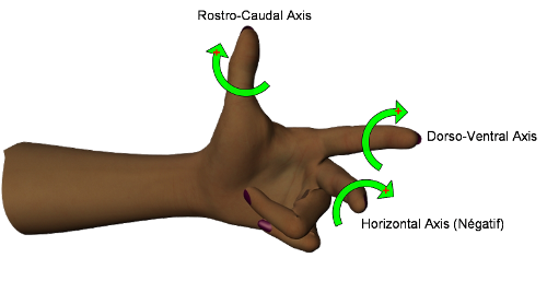 rotations-externes-left-hand.png